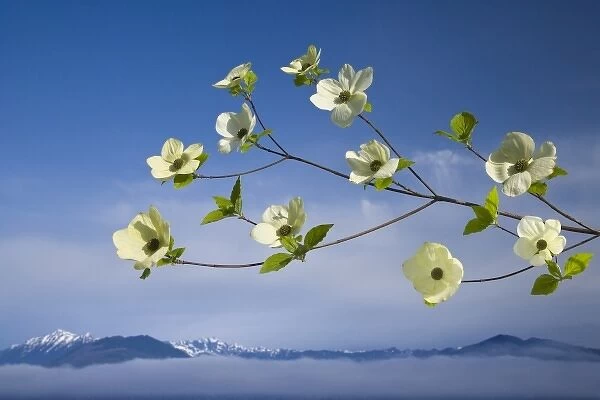USA, Washington, Hood Canal. Pacific dogwood blossoms with mountains in background