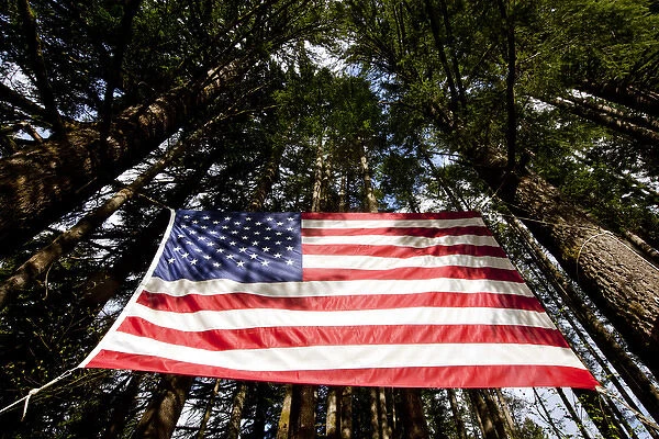 USA, Washington, Large American flag hanging from Douglas Fir trees in rainforest