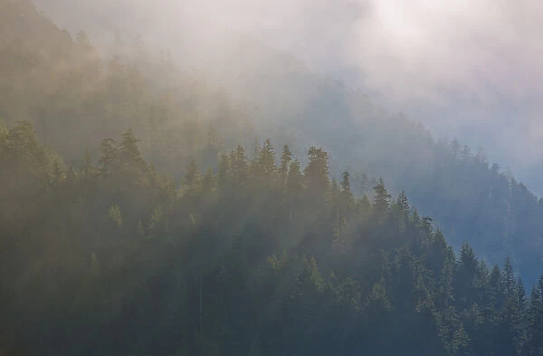 USA, Washington, Maple Grove. Coastal forest in morning fog