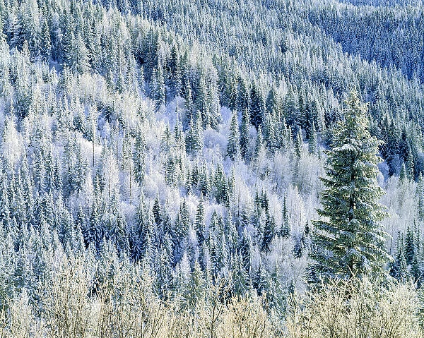 USA, Washington, Mt. Spokane State Park, aspen