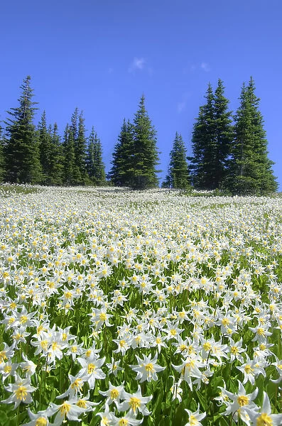 USA, Washington, Olympia National Park. High-altitude lilies that bloom for one week annually
