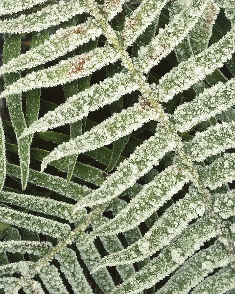 USA, Washington, Olympic National Park, Frosted Sword Fern