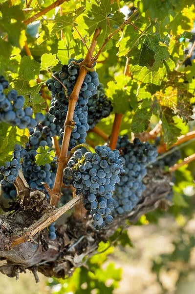 USA, Washington, Red Mountain. Merlot grapes in Red Mountain vineyard