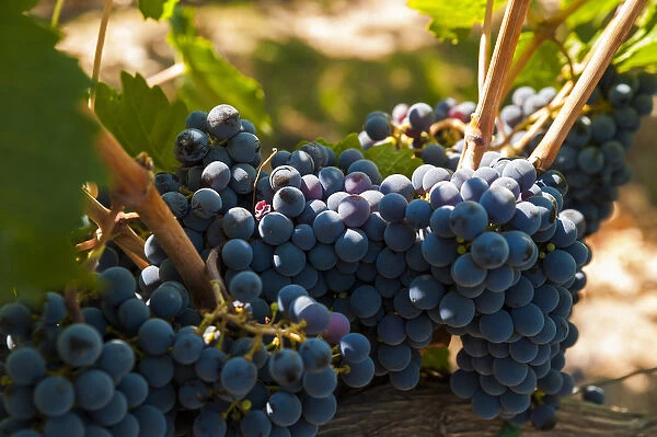 USA, Washington, Red Mountain. Petit Verdot grapes from Corvus Cellars estate vineyard