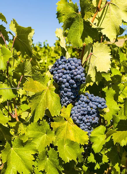 USA, Washington, Red Mountain. Syrah grapes from the Force Majeure estate vineyard