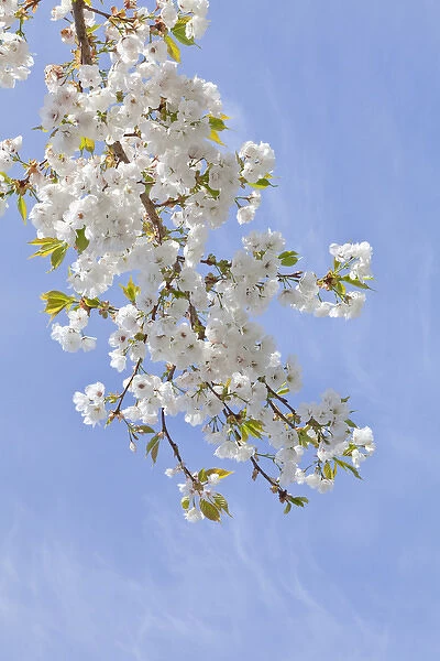 USA, Washington, Seabeck. Cherry blossoms against blue sky