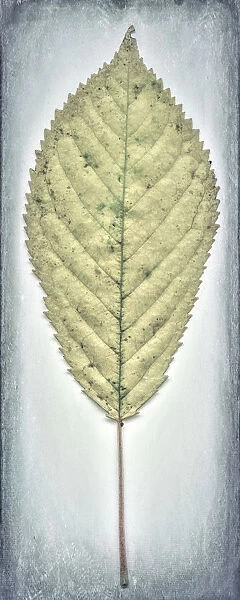 USA, Washington, Seabeck. Cherry leaf close-up
