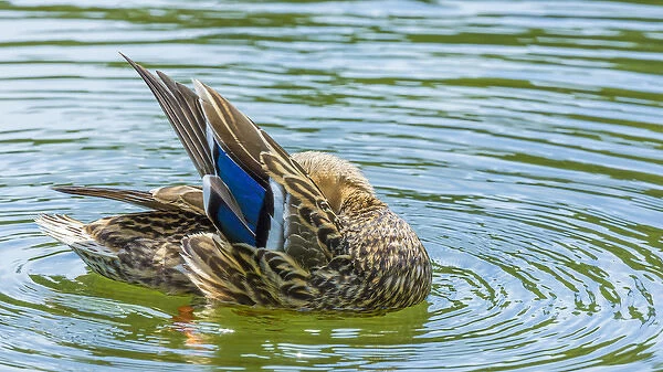 USA, Washington, Seabeck. Mallard duck preening in water