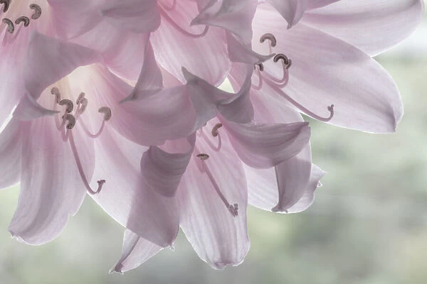 USA, Washington, Seabeck. Pale pink lilies close-up. Credit as
