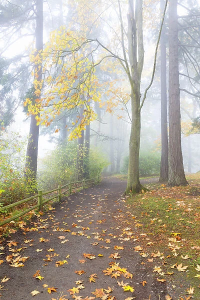 USA, Washington, Seattle. Autumn fog and path in Schmitz Park