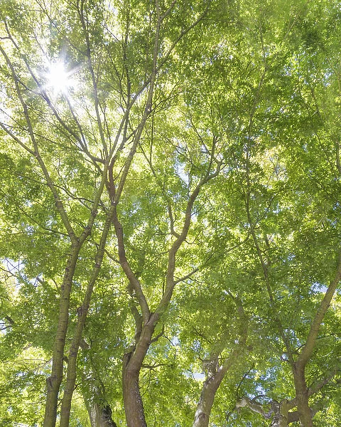 USA, Washington, Seattle. Sun shining through maple trees