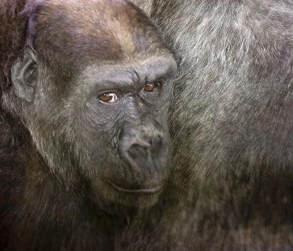 USA, Washington, Seattle, Woodland Park Zoo. Close-up of gorilla