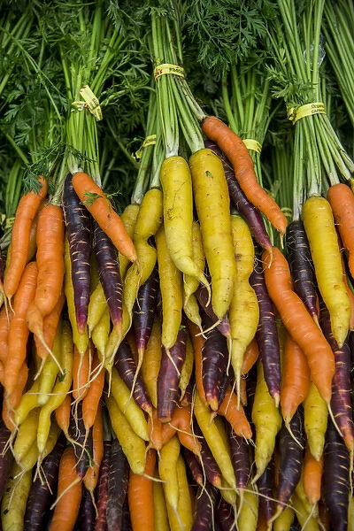 USA, Washington, Sequim. Display of carrot varieties