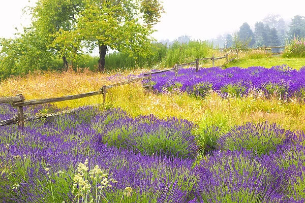 USA, Washington, Sequim. Lavender and trees