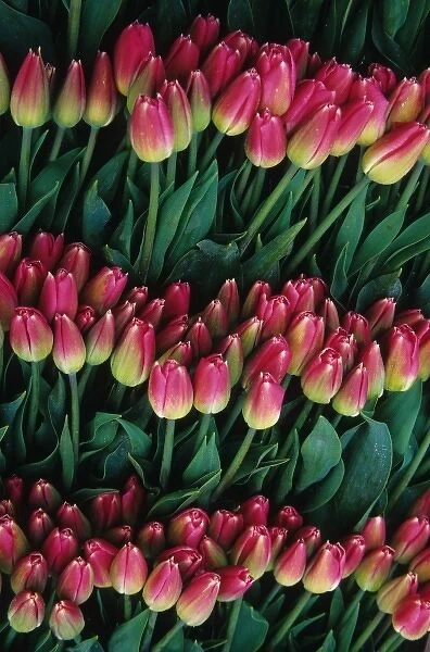 USA, Washington, Skagit Valley. Pink tulips