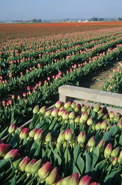 USA, Washington, Skagit Valley. Tulip fields near La Conner