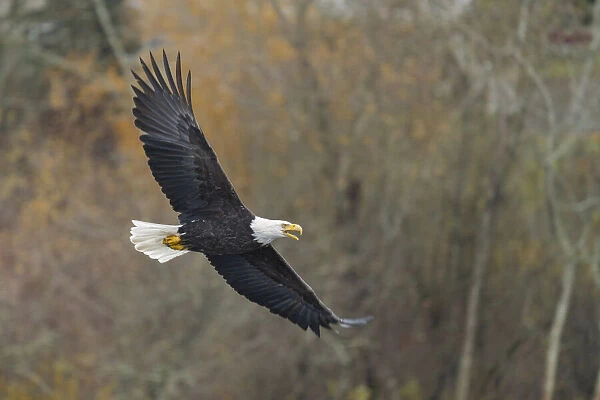USA, Washington State. Bald Eagle (Haliaeetus leucocephalus