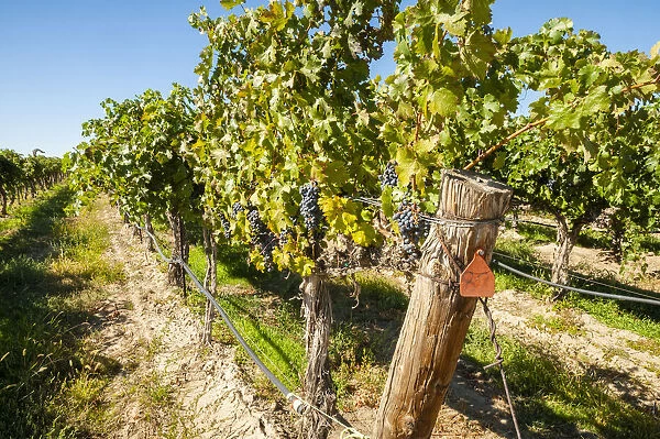 USA, Washington State, Columbia Valley. Old vine cabernet at Gamache Vineyard