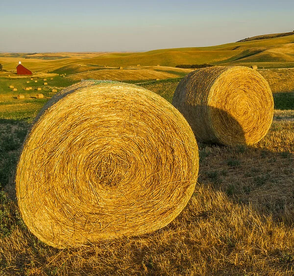 USA, Washington State, harvest, bales of hay
