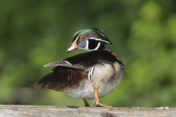 USA, Washington State. Male Wood Duck (Aix sponsa) preens while perched on a log