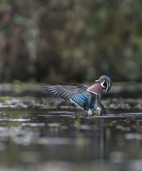 USA, Washington State. Male Wood Duck (Aix sponsa) flaps its wings on Union Bay in Seattle