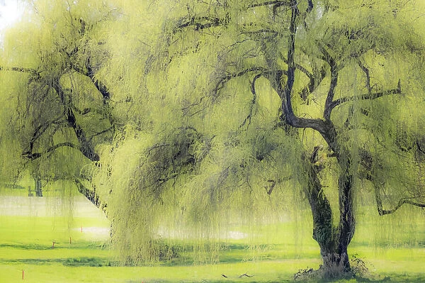 USA, Washington State, Medina spring greens willow tree