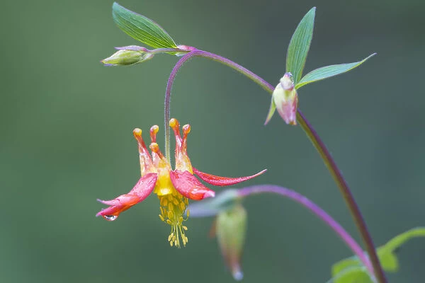 USA, Washington State. Native Red Columbine (Aquilegia formosa) flower in backyard garden, Kirkland