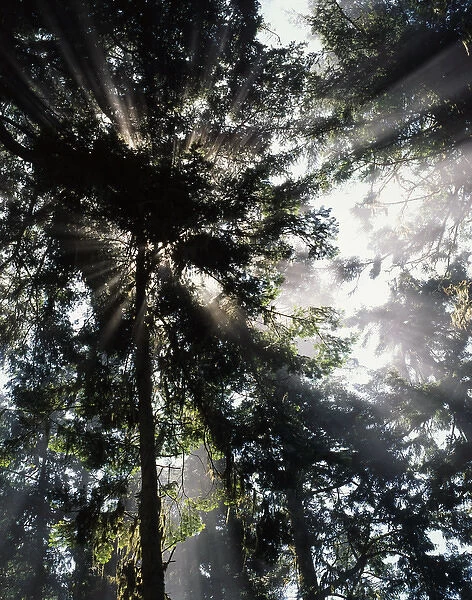 USA, Washington State, Olympic National Park, Sunbeam passing through trees