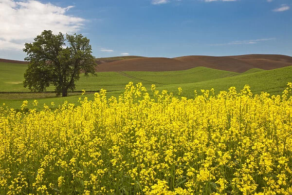USA, Washington State, Palouse. Lone tree in a field of wheat with canola in the foreground