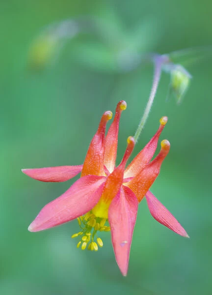 USA, Washington State. Red Columbine (Aquilegia Formosa) wildflower blooms against