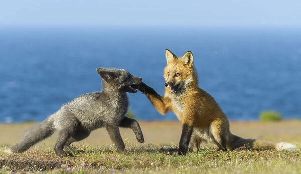 USA, Washington State. Red fox kits playing