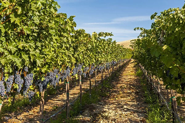 USA, Washington State, Red Mountain. A row of Cabernet Sauvignon grapes in a vineyard in