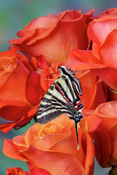 USA, Washington State, Sammamish. Zebra swallowtail butterfly on orange roses