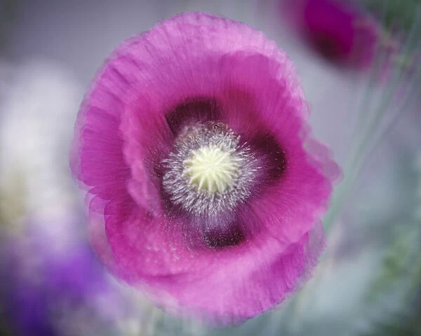 USA, Washington State, Seabeck. Abstract pink poppy