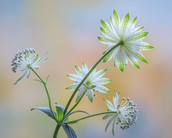 USA, Washington State, Seabeck. Astrantia blossoms close-up