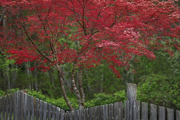 USA, Washington State, Seabeck. Blooming Japanese maple tree and fence