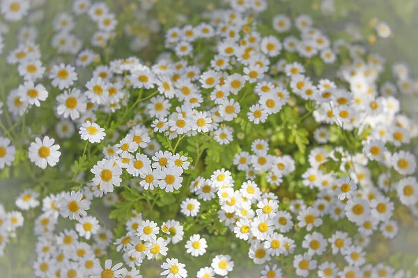 USA, Washington State, Seabeck. Close-up of daisies in spring