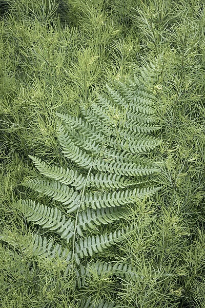 USA, Washington State, Seabeck. Coreopsis plant and lady fern