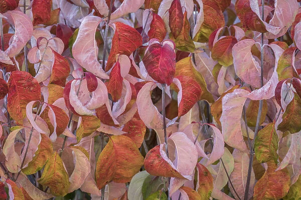 USA, Washington State, Seabeck. Dogwood tree leaves in fall