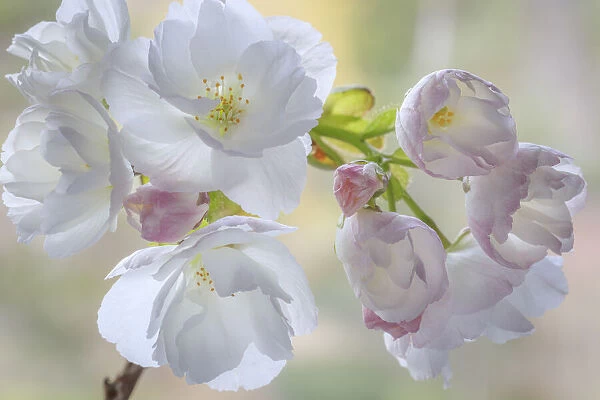USA, Washington State, Seabeck. Flowering cherry blossoms