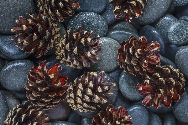 USA, Washington State, Seabeck. Pine cones and stones detail
