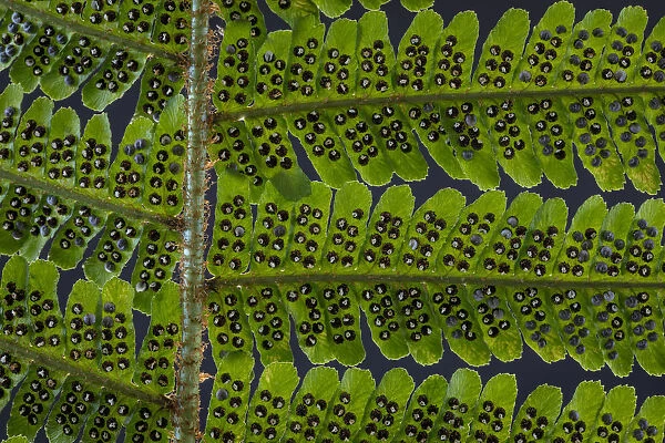 USA, Washington State, Seabeck. Detail of spores on underside of fern leaf. Credit as