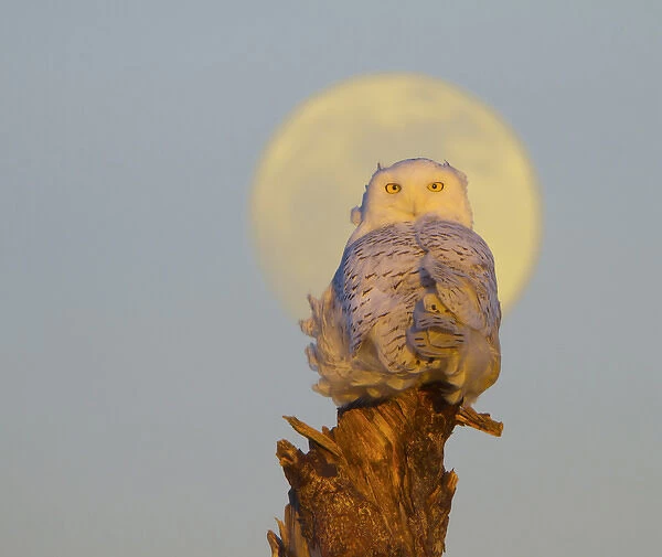 USA, Washington state. A Snowy Owl (Bubo scandiacus) sits on a perch at sunset, with