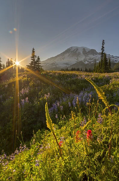 USA, Washington State. Starburst setting sun, subalpine wildflowers and Mt