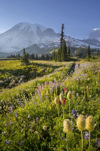USA, Washington State. Subalpine pasque flower, paintbrush and lupine wildflowers and Mt