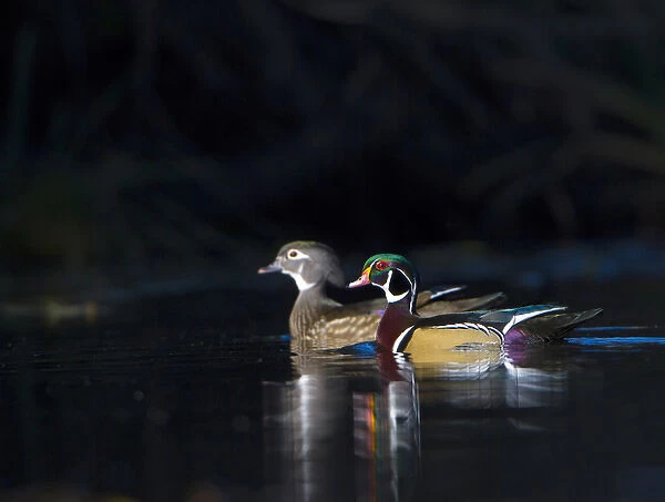 USA, Washington State. Sunlit male and female Wood Ducks (Aix sponsa) in breeding plumage on a calm