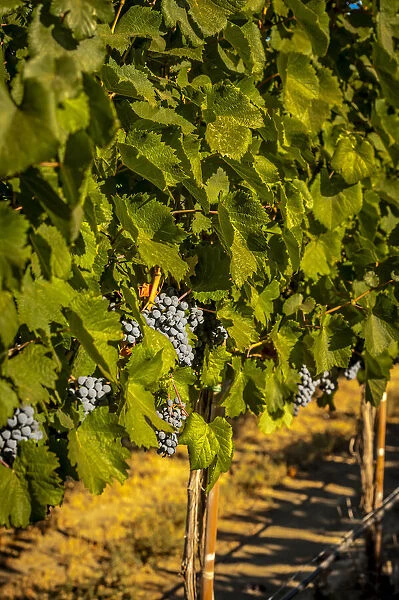 USA, Washington State, Zillah. Harvest of rows of Cabernet Sauvignon in a Yakima Valley