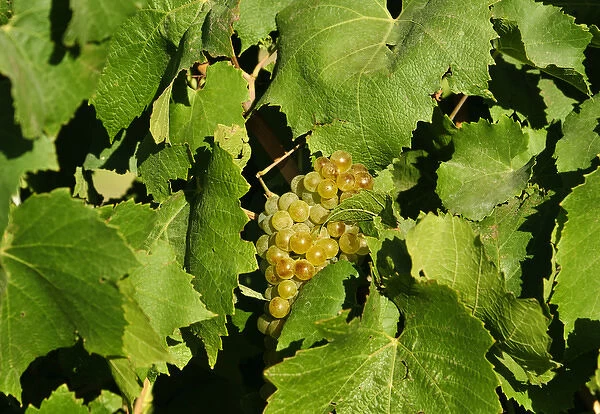 USA, WAshington, Tri-Cities. Wine grapes ripen in the Eastern Washington sun