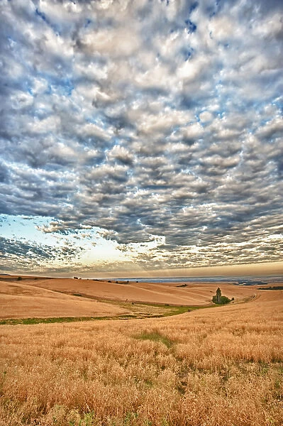 USA, Washington, Walla Walla. Dawn breaks on a wheatfield in Walla Walla