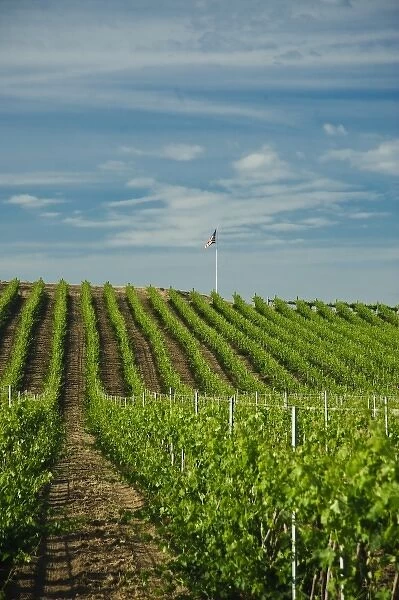 USA, Washington, Walla Walla. Rows of wine grapes ripen in the Walla Walla sun